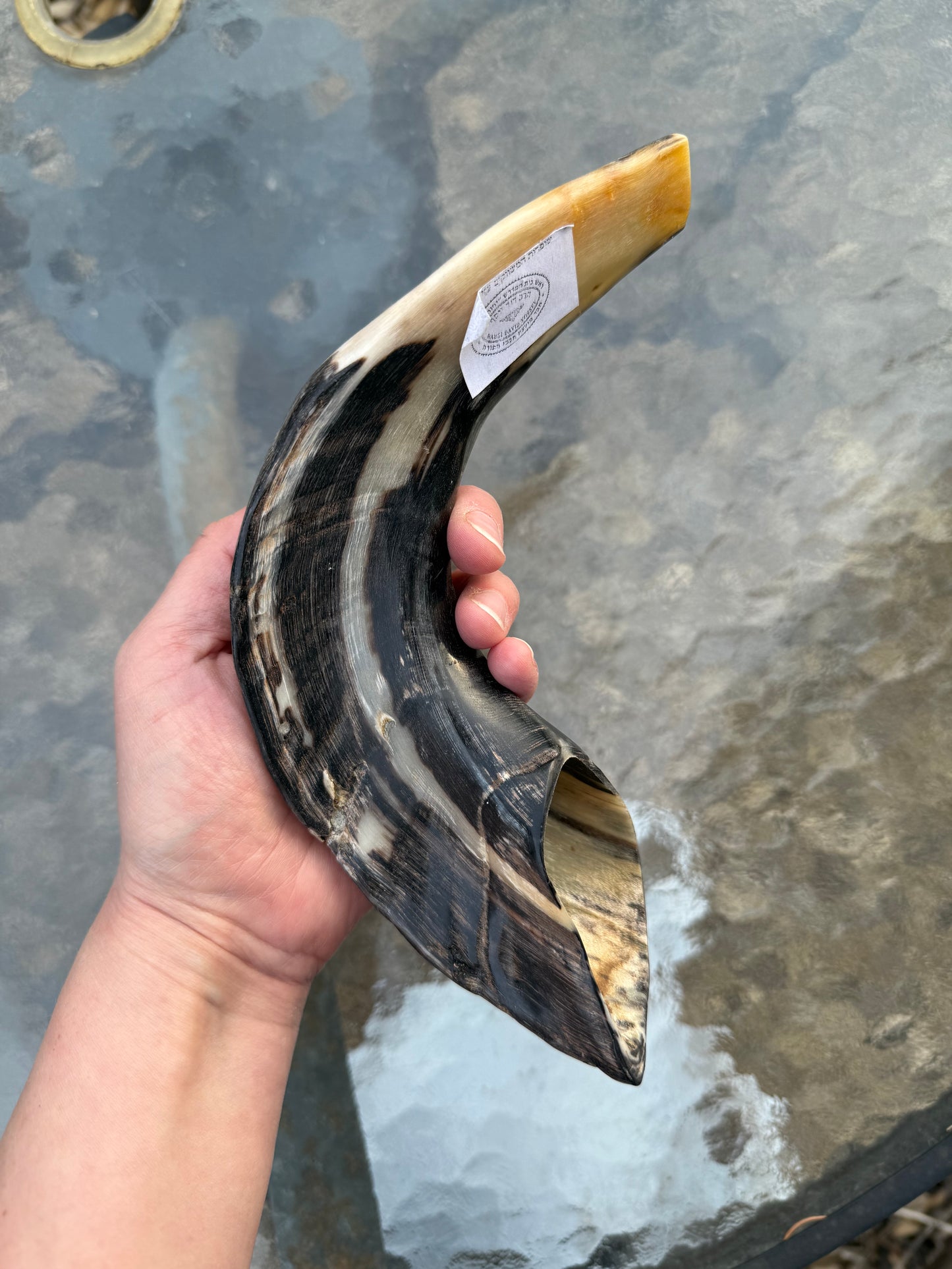 Shofar 1